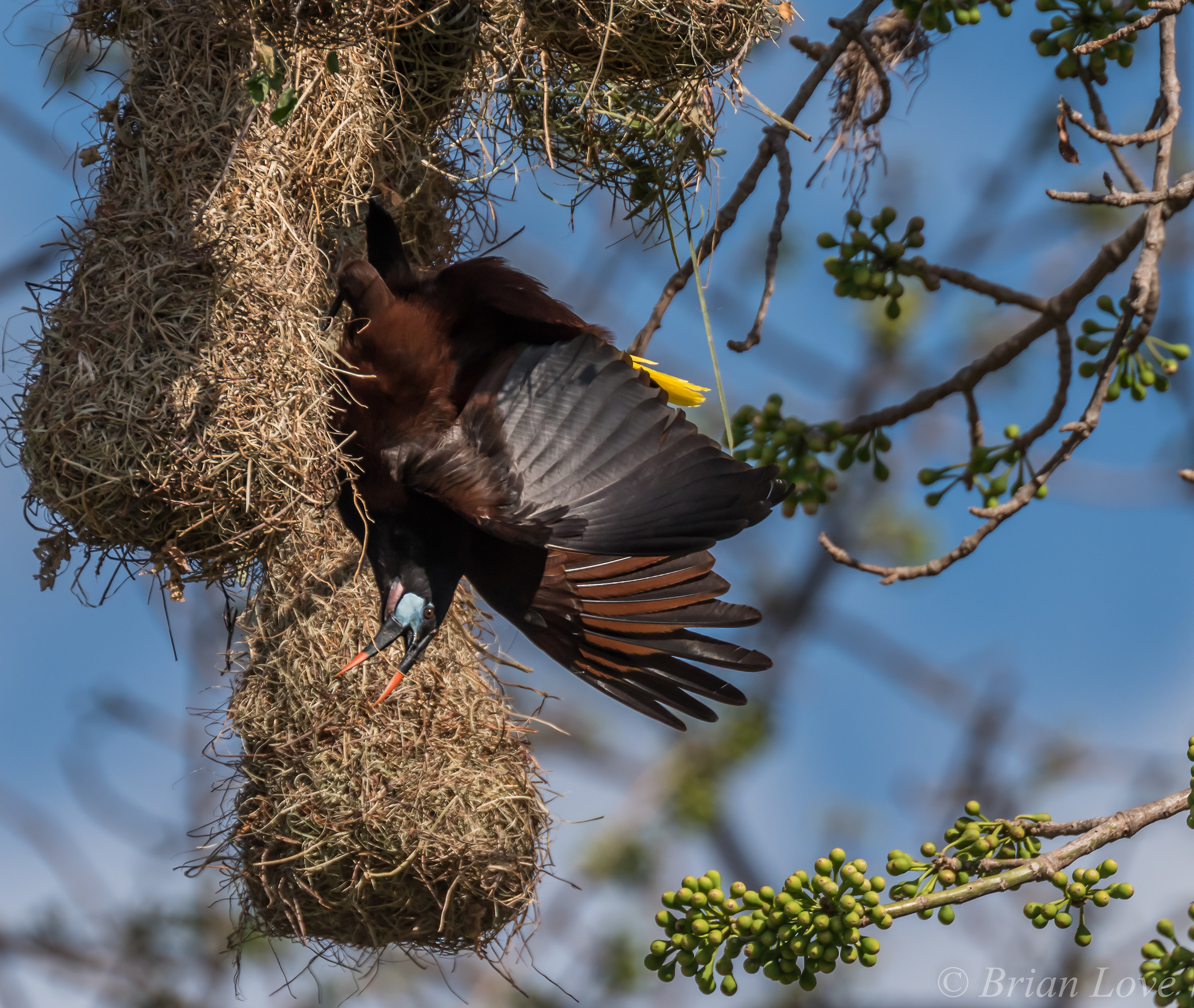 Hanging Around - Montezuma Oropendola