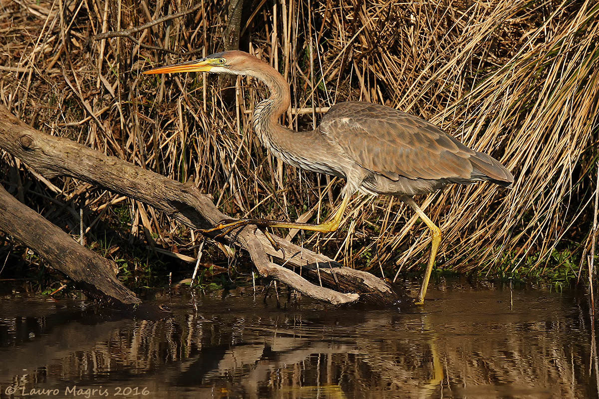 I will go up will go up