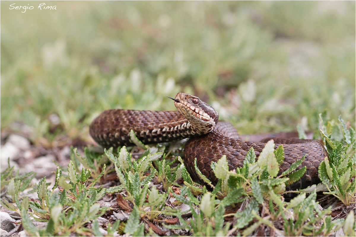 Vipera berus