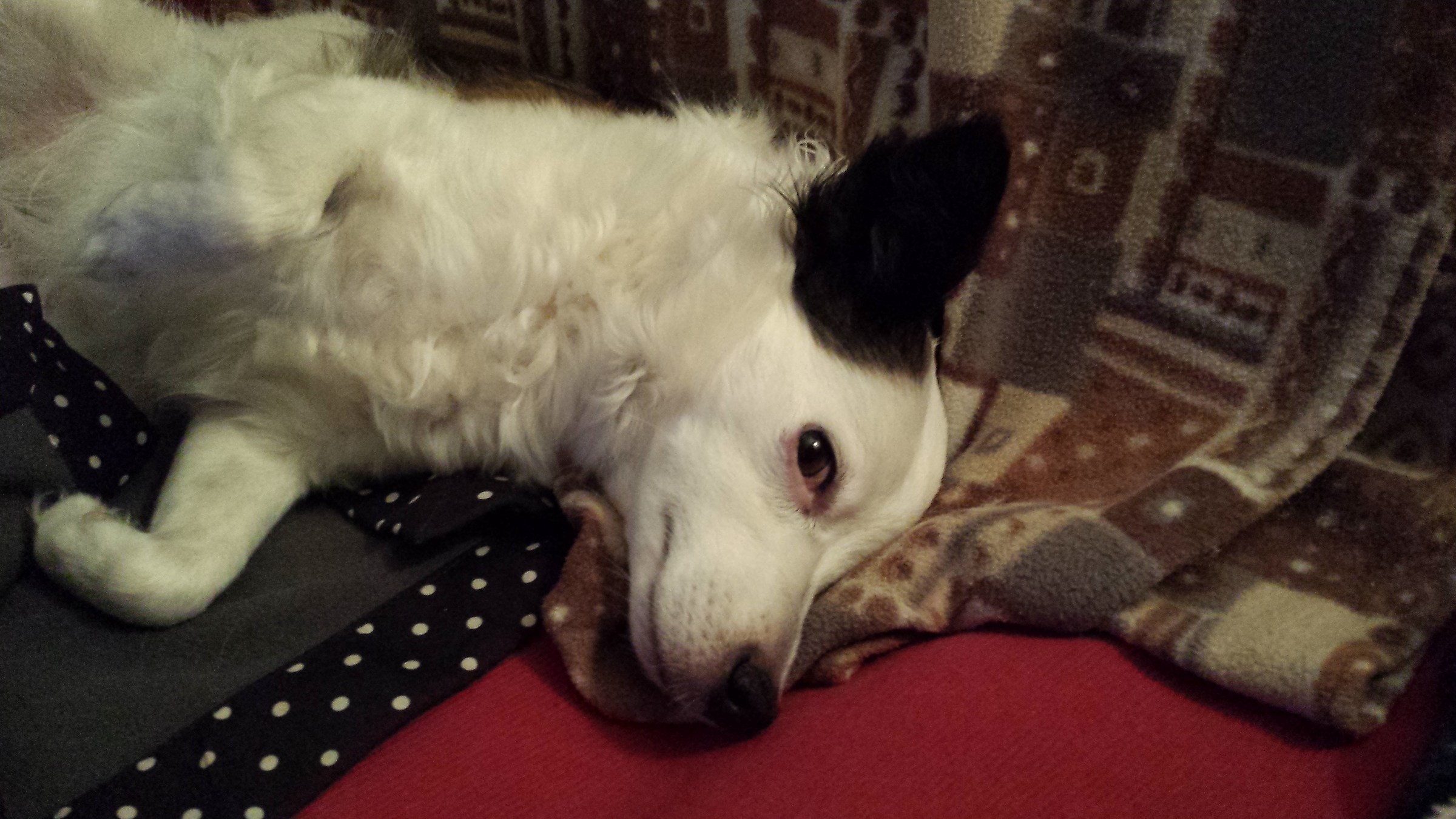 Buona notte a tutti da melody