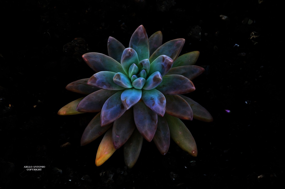 Echeveria