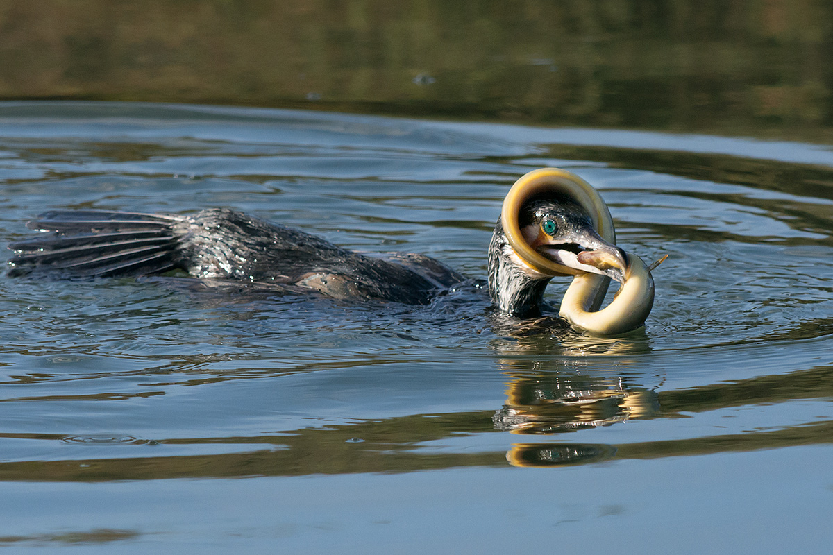 Cormorant and eel