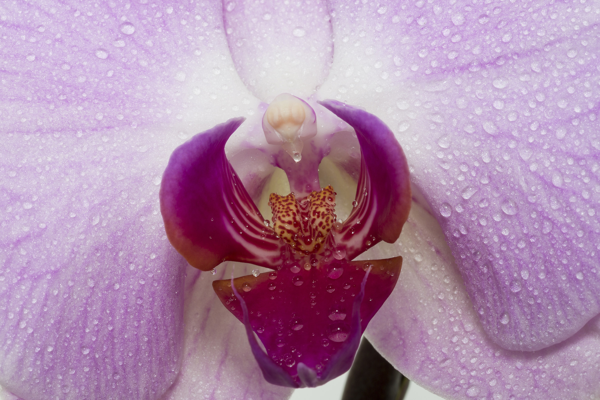 Orchidea Phalaenopsis