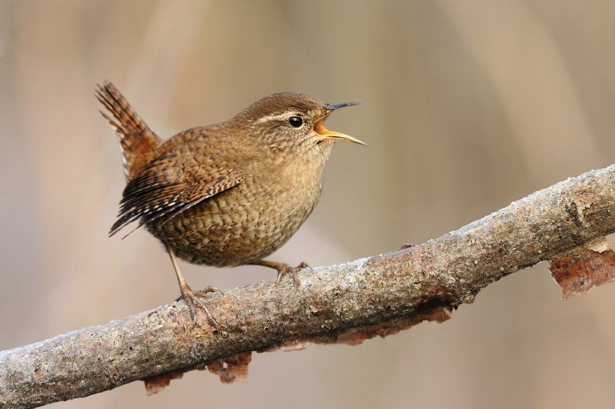 Wren