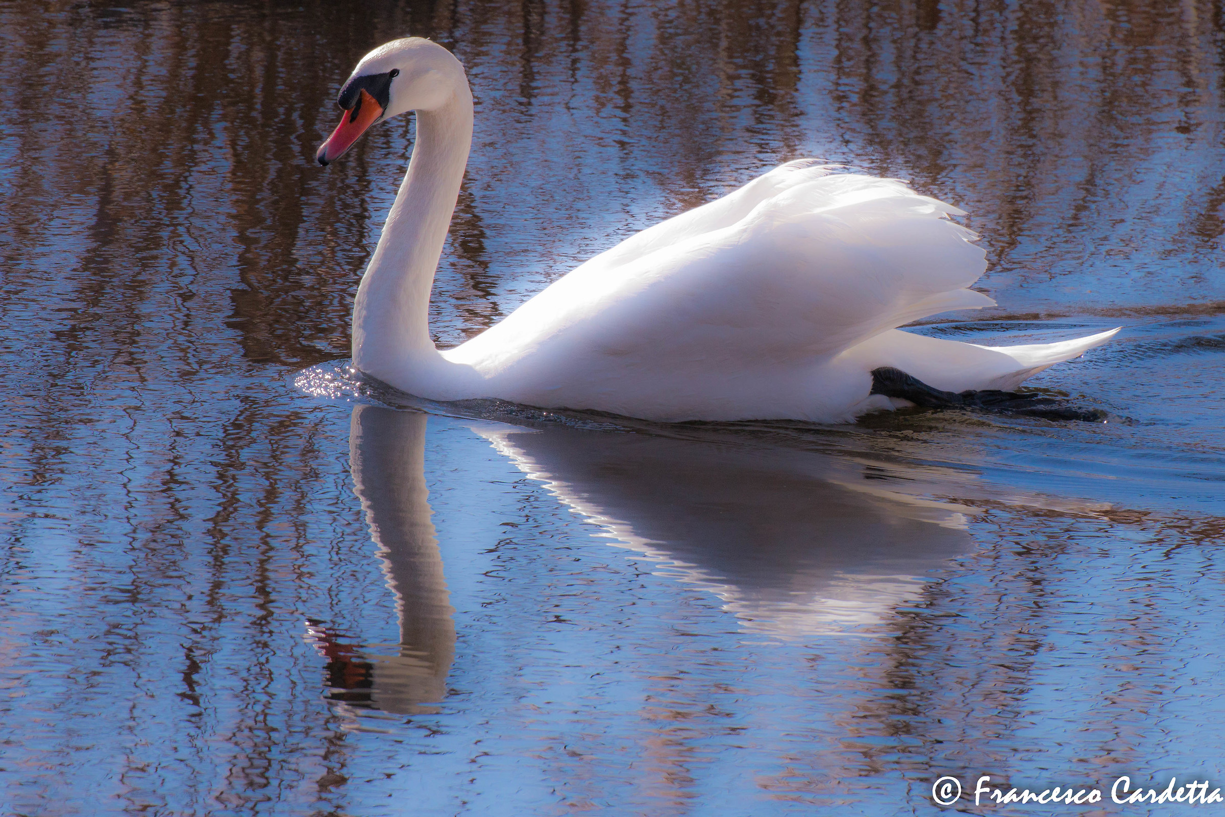 La purezza del bianco