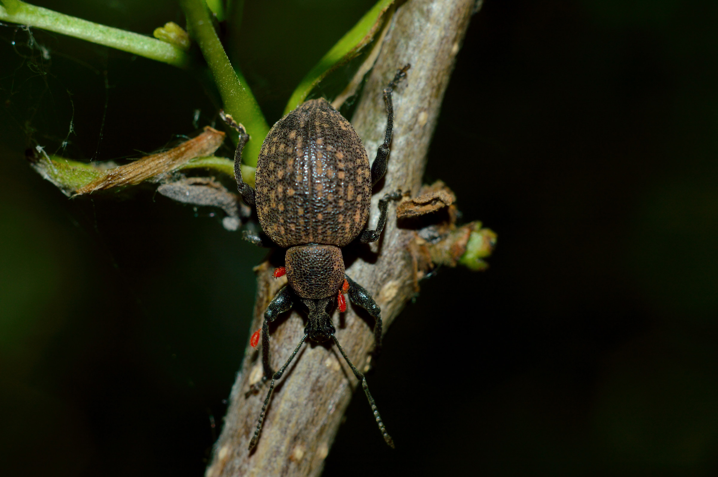weevil