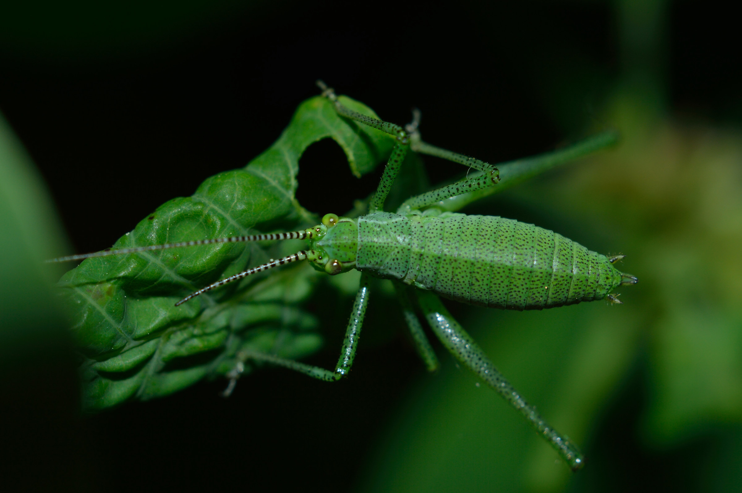 orthopteran
