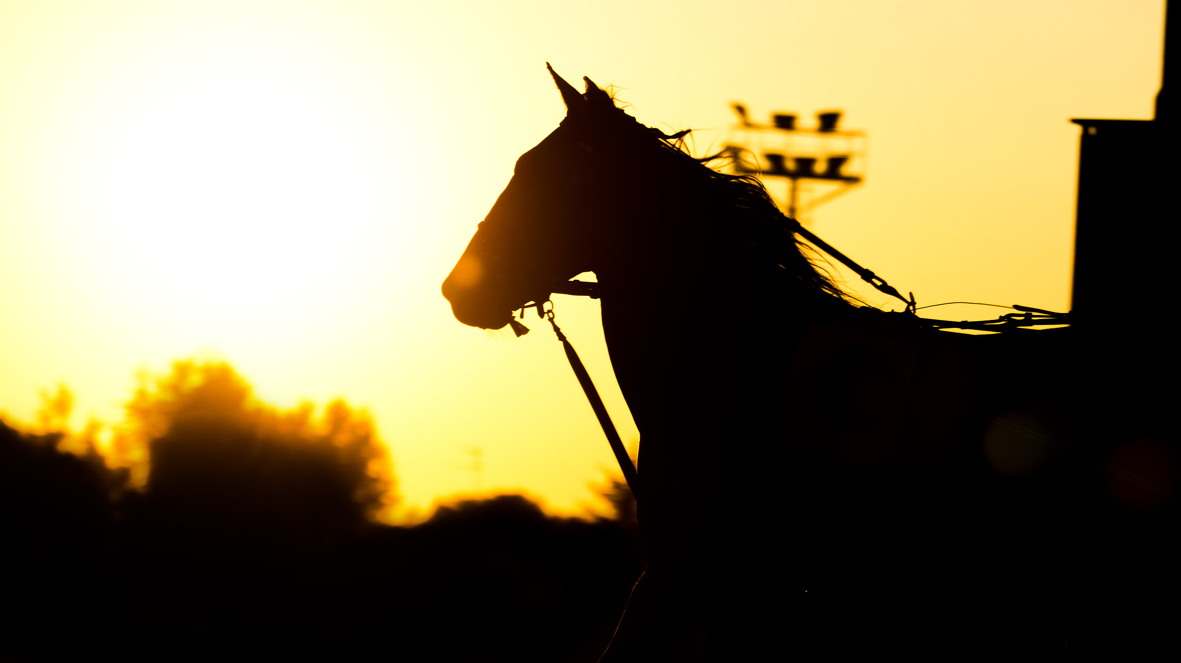 Horse Racing in silhouette