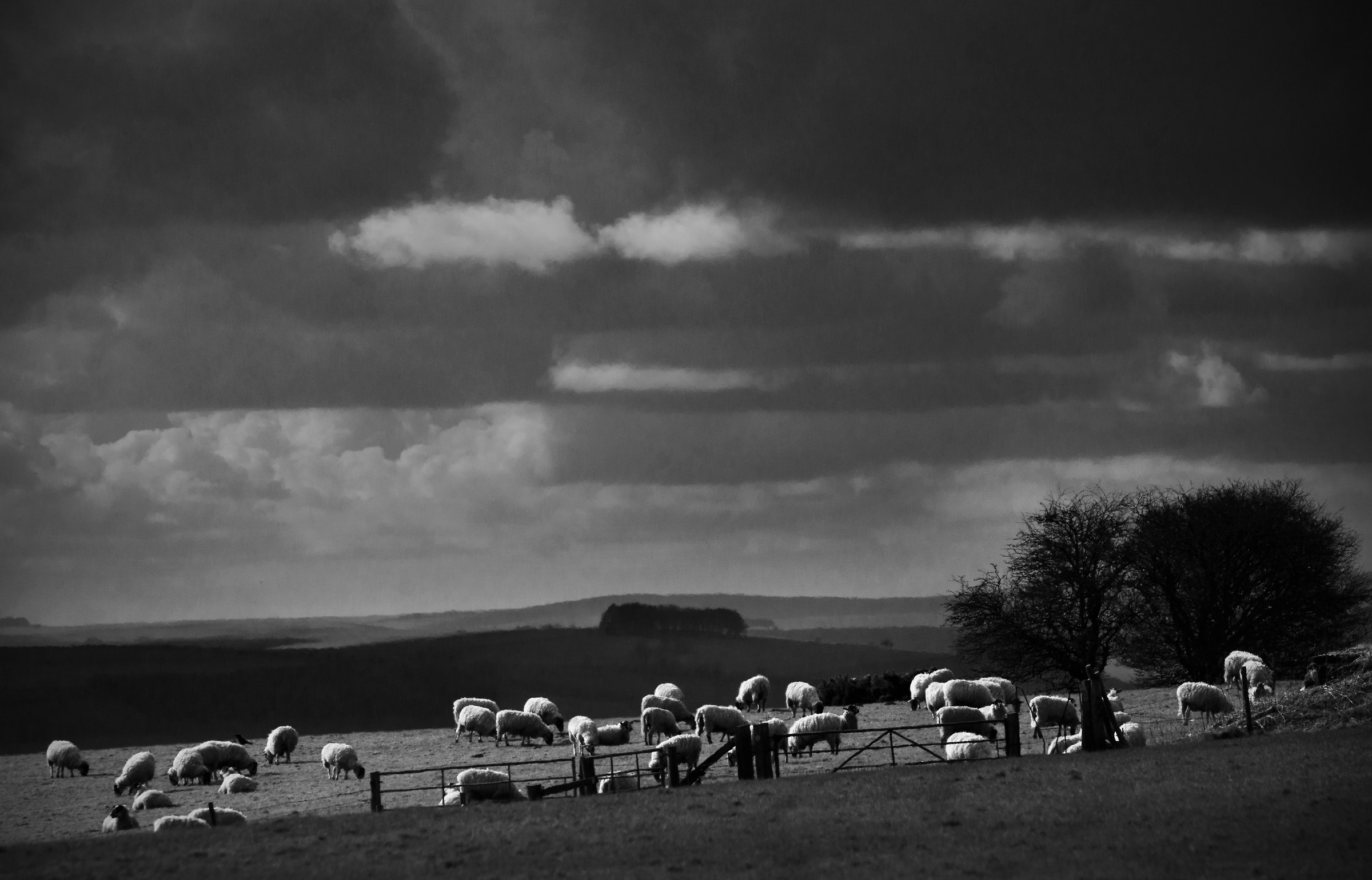 Sheep Under Wiltshire's Winter Skies