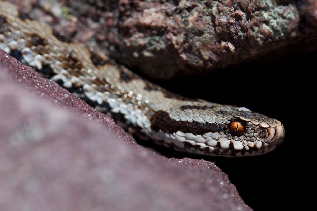 Adder (Vipera berus)