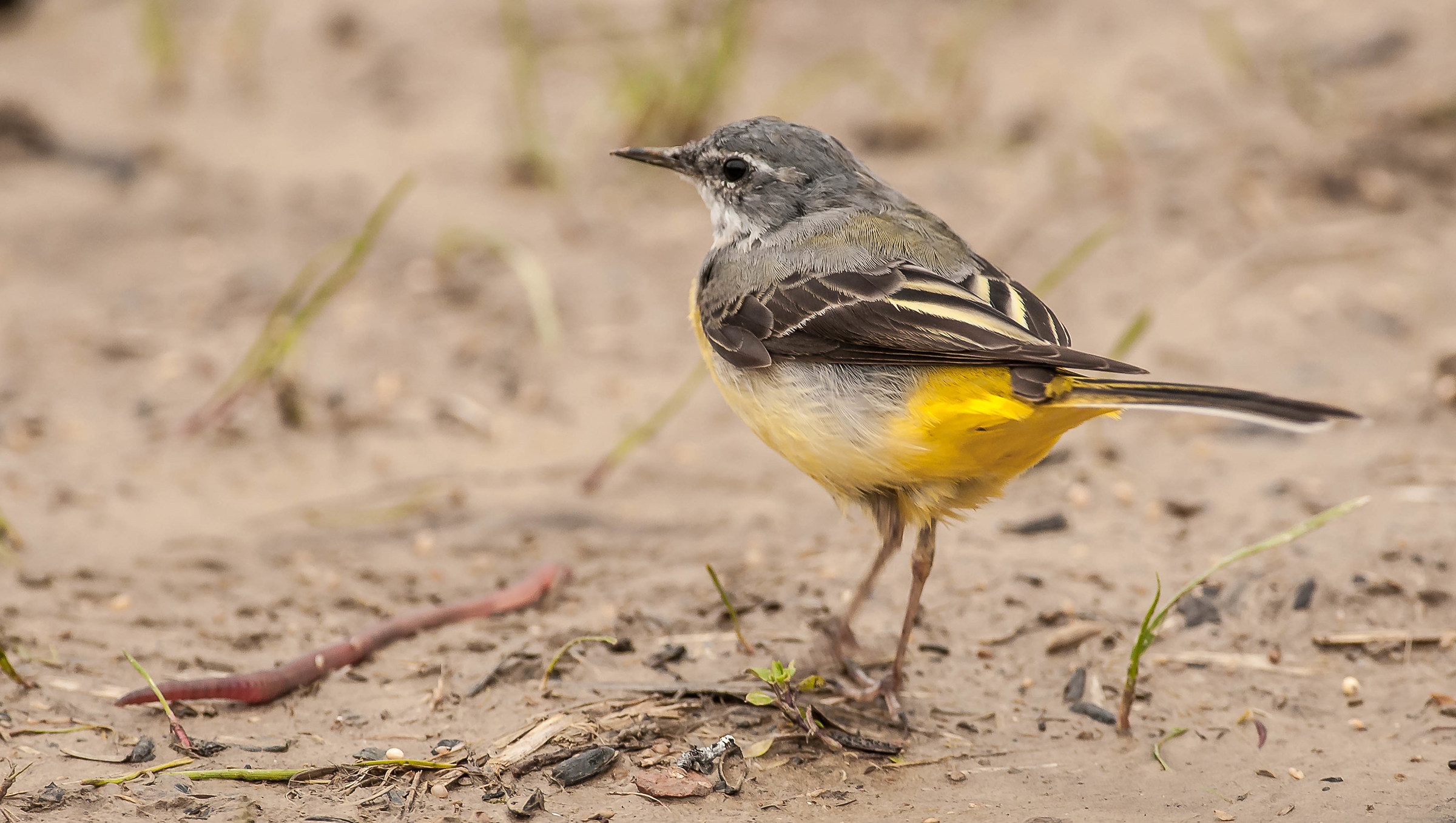 scudanzèna zàla..(ballerina gialla)