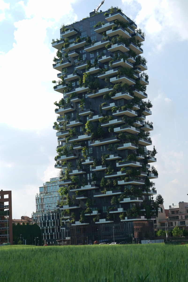 A wheat grass at the foot of the roof garden