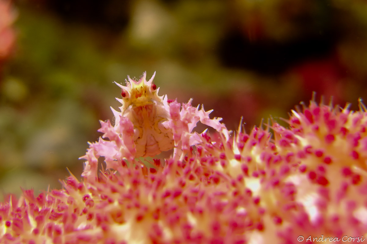 Crab on coral