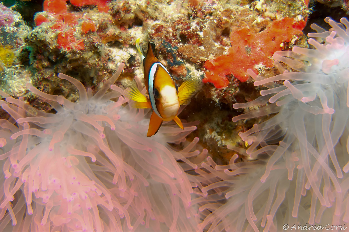Clown with pink anemone