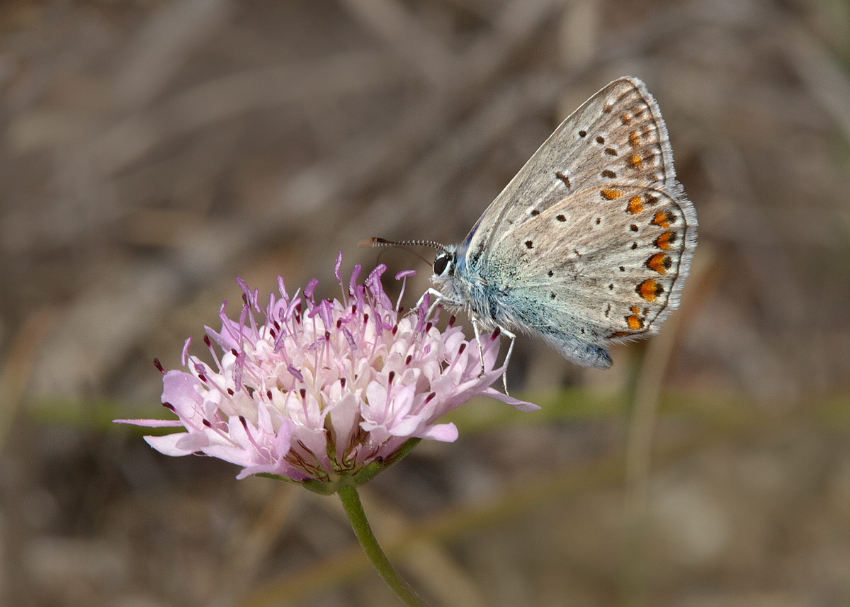 polyommatus icarus