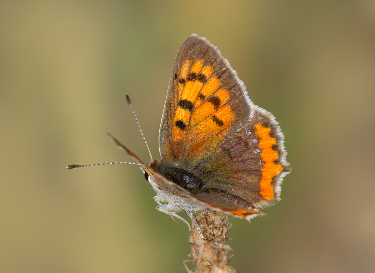 Lycaena phlaeas caeruleapunctata