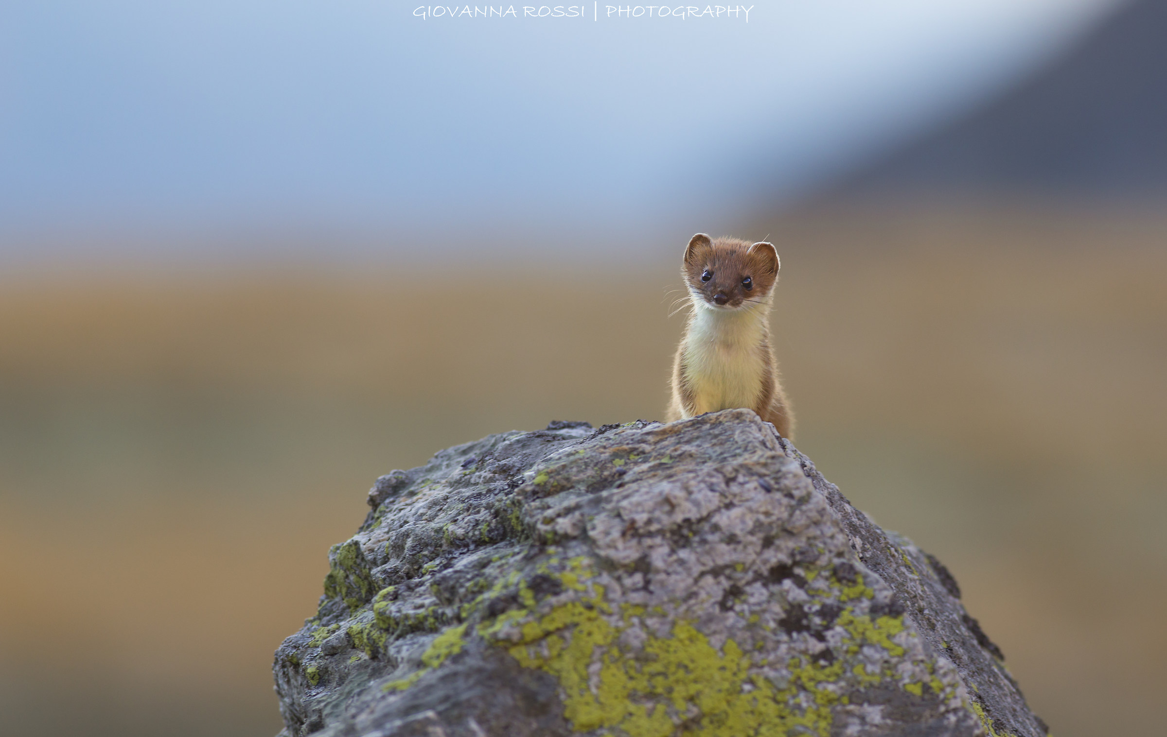 Beautiful Stoat