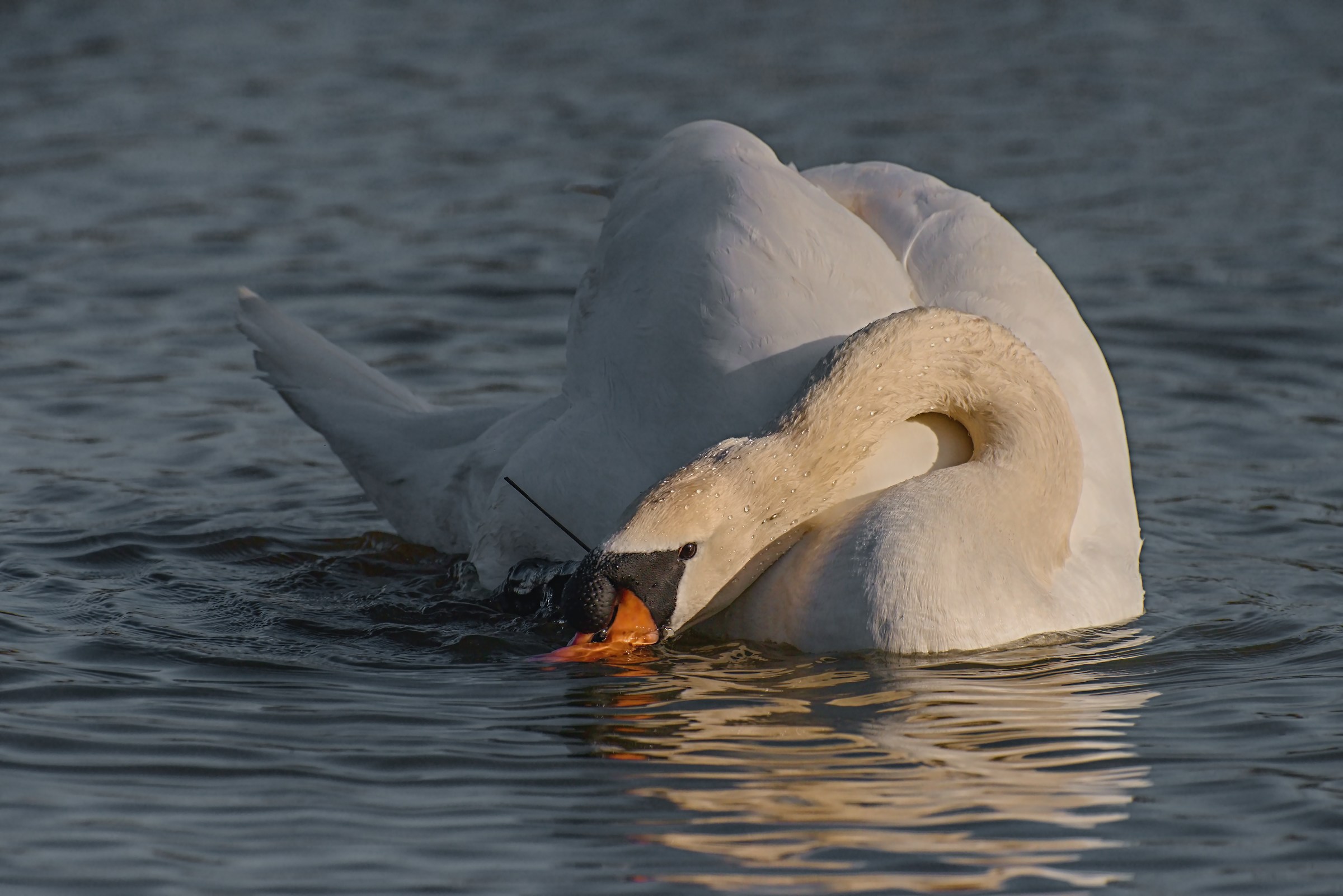 Swan at sunset