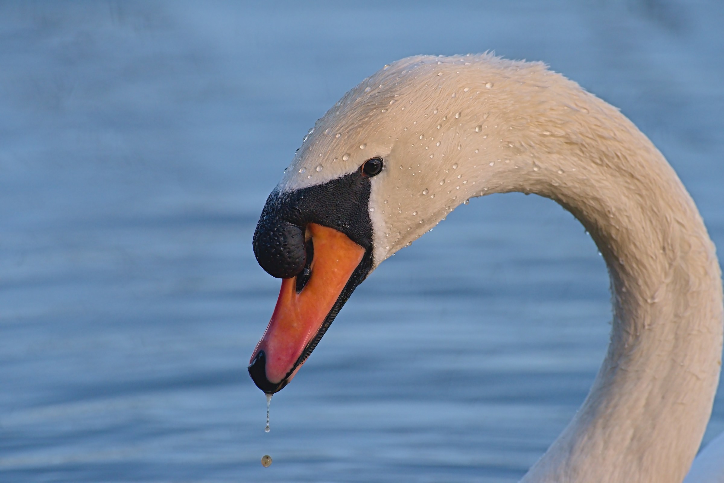 The Swan's profile