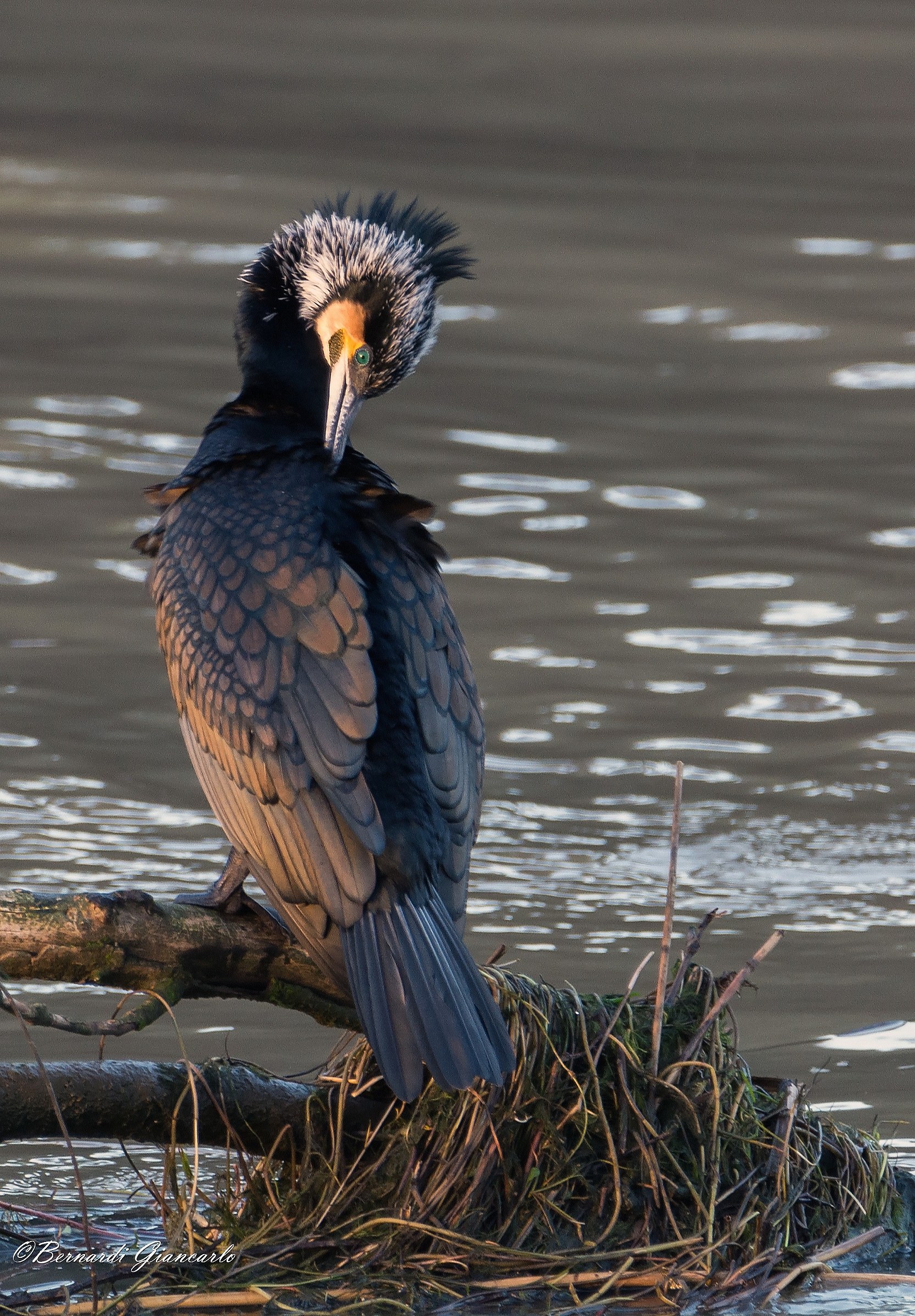 adult cormorant with a wedding gown.