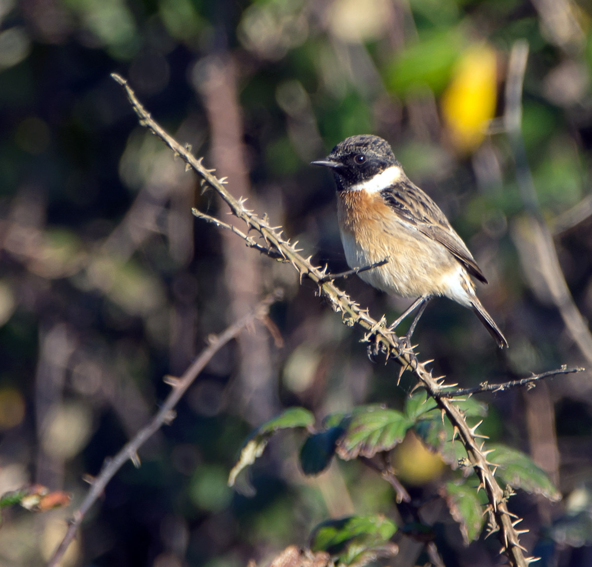 Stonechat set.