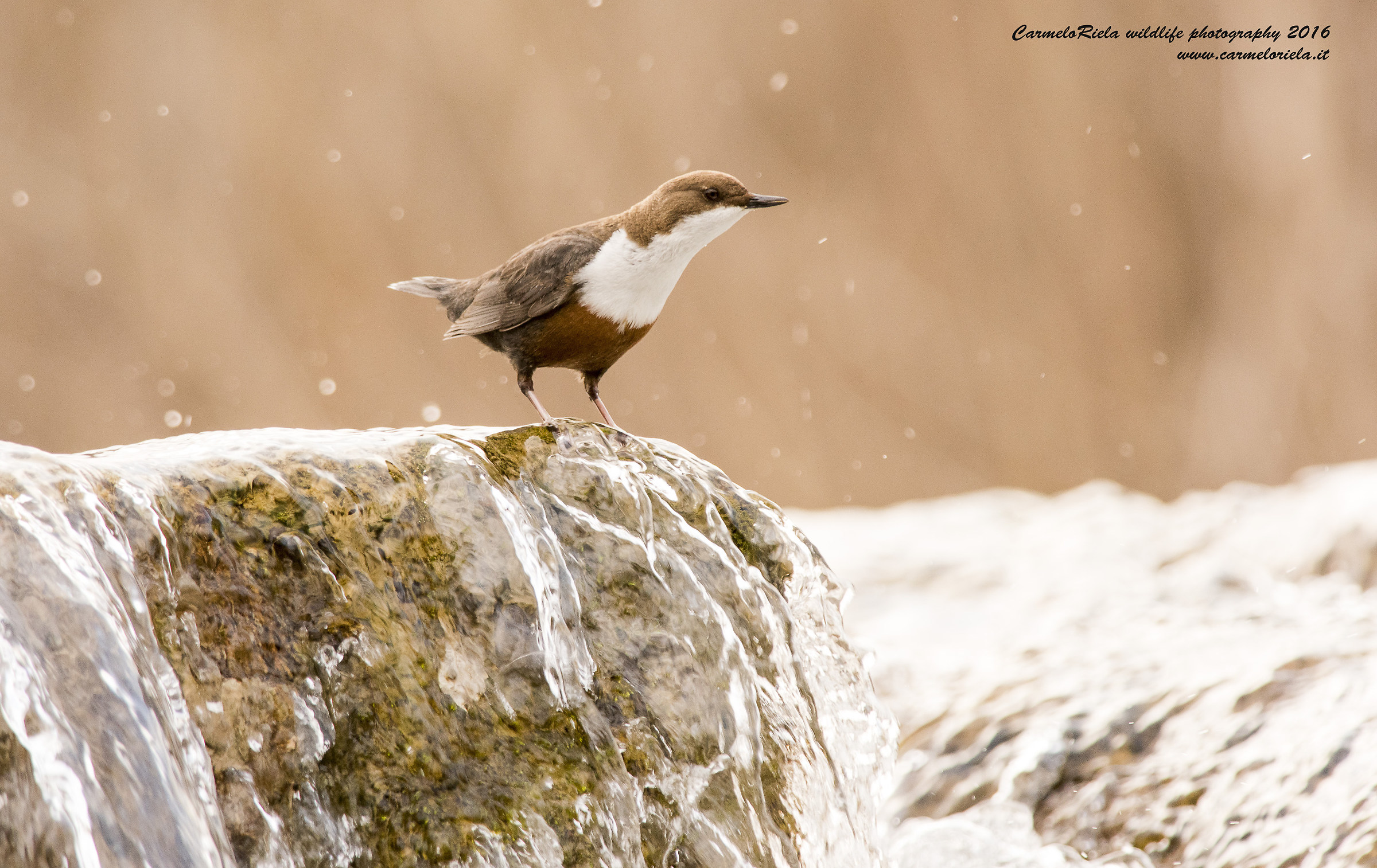 Dipper (Cinclus, Cinclus).