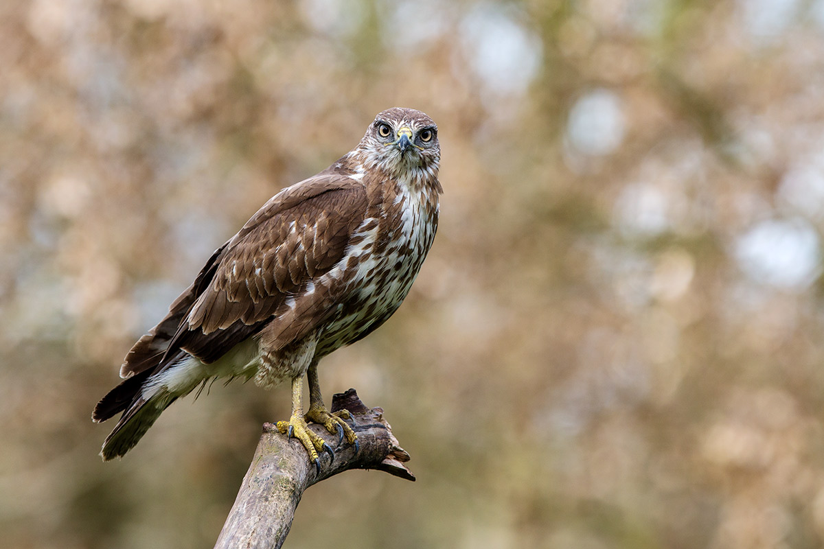 young buzzard