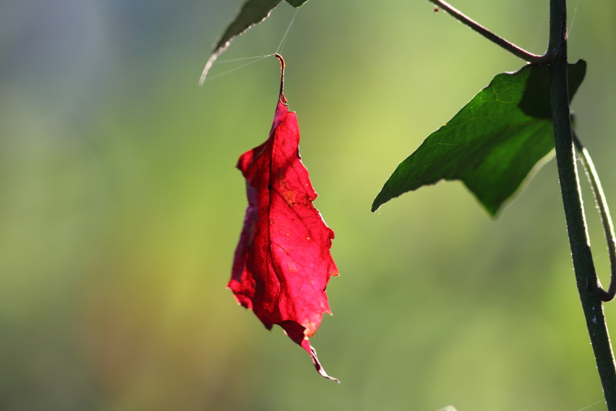Ancorata all'ultimo filo