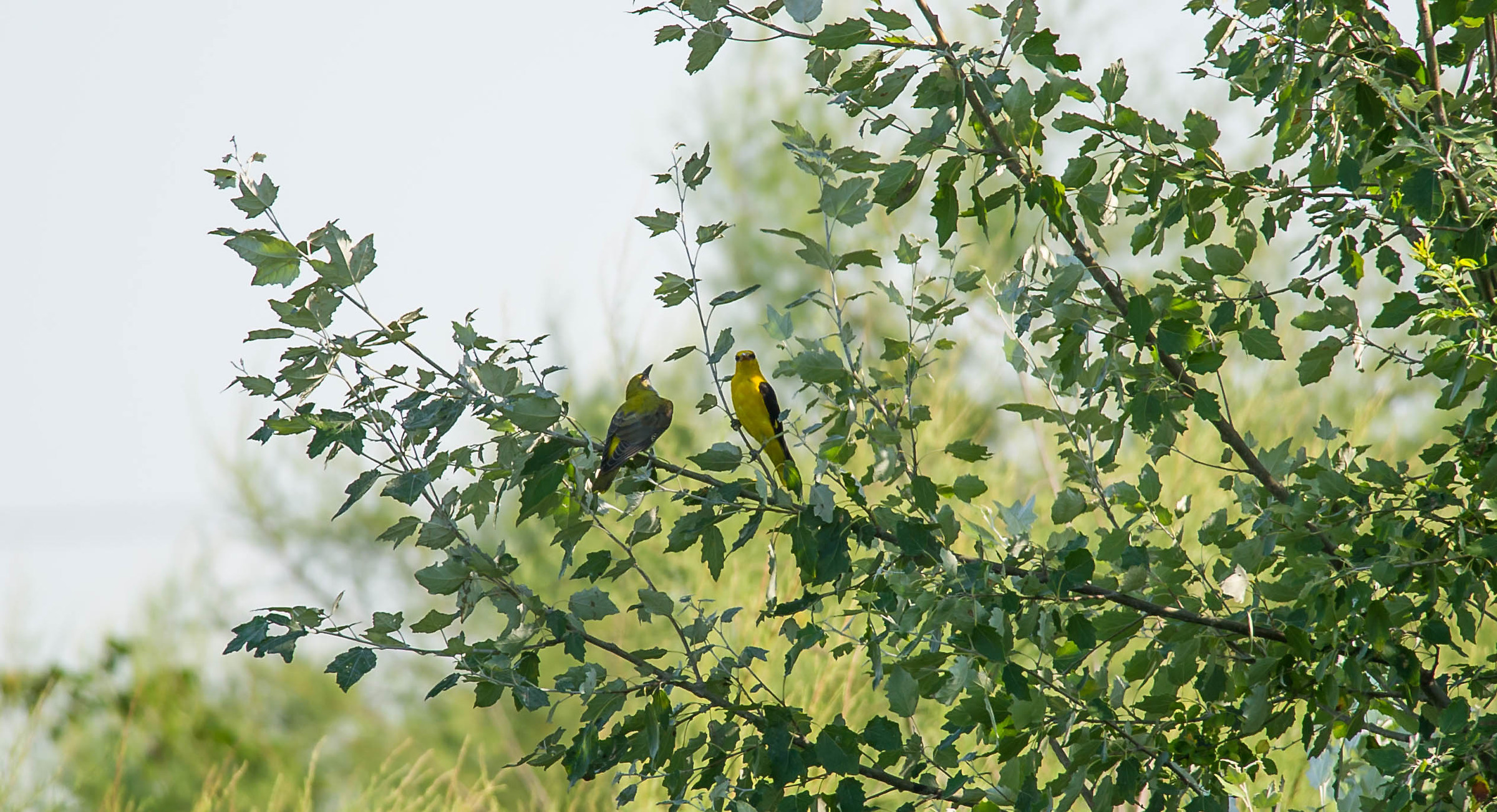 arghèvul .. (Oriole)