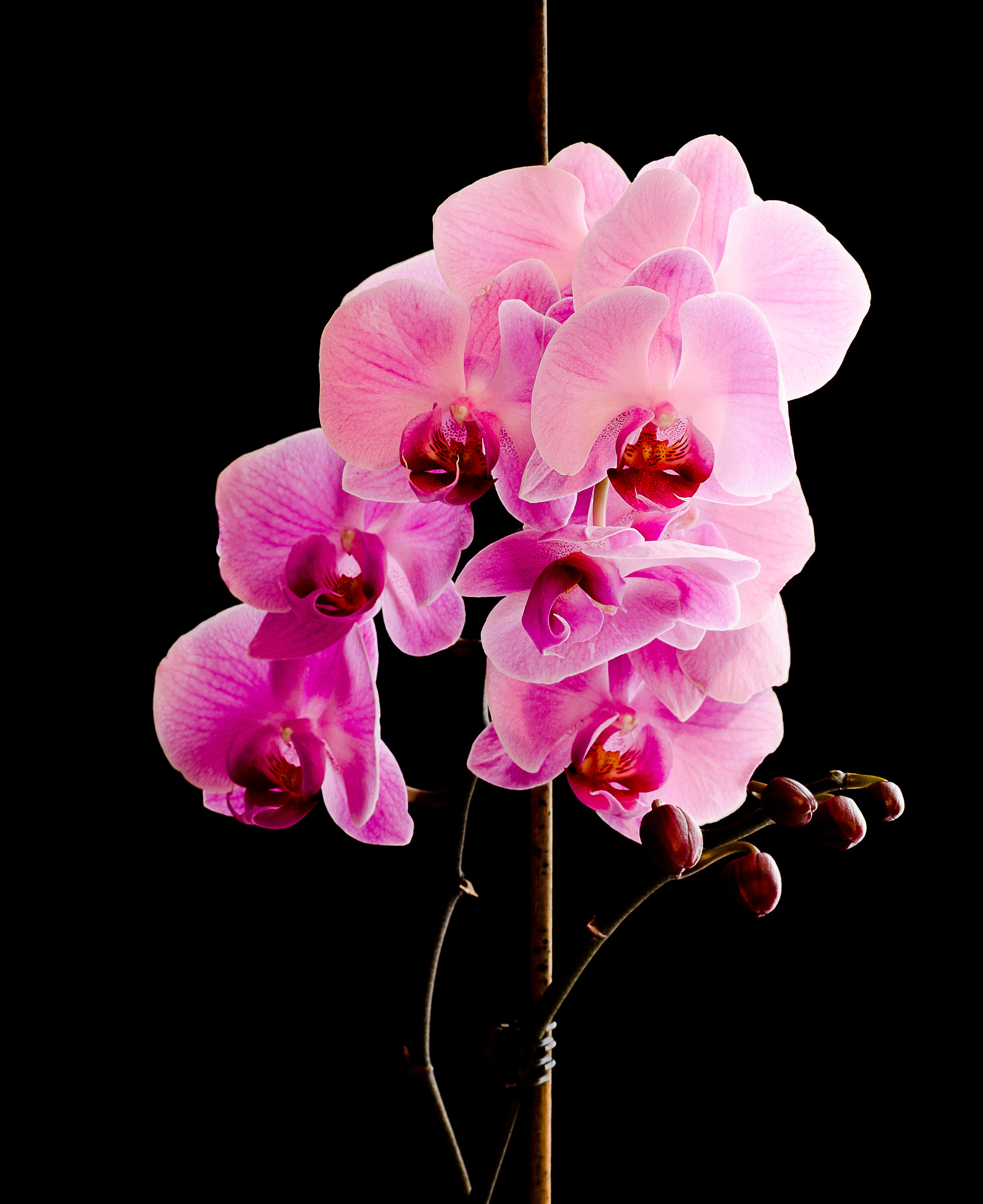 Orchidea