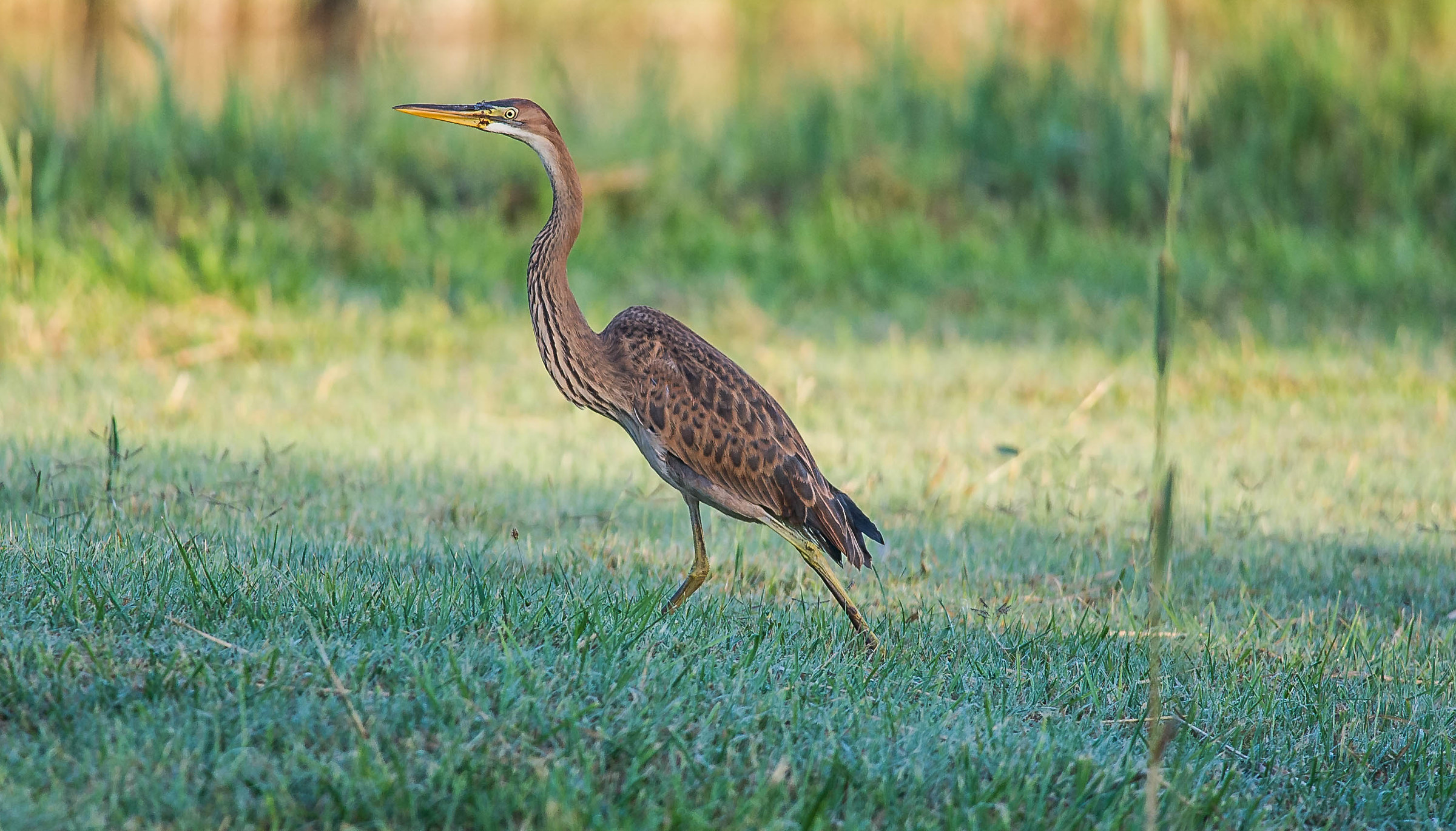 sghèrz (ROS purple heron)
