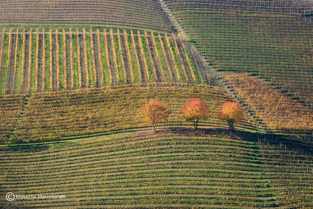 Dopo la vendemmia