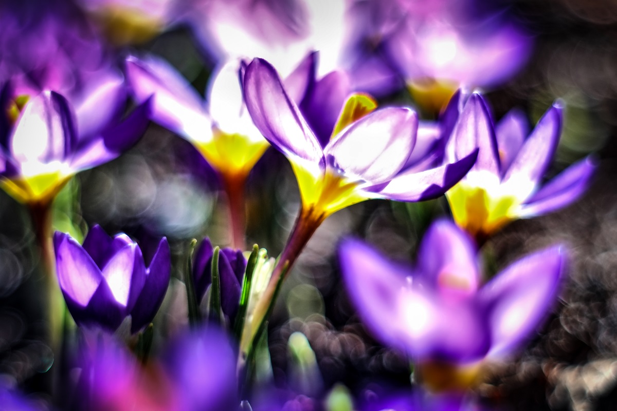 crocus