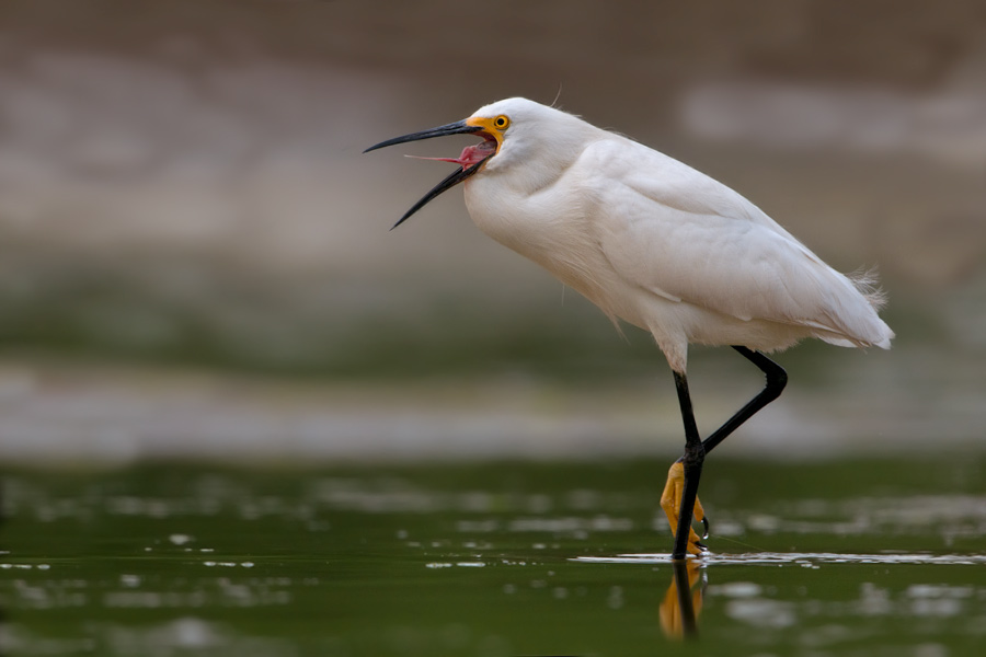 snowy egret