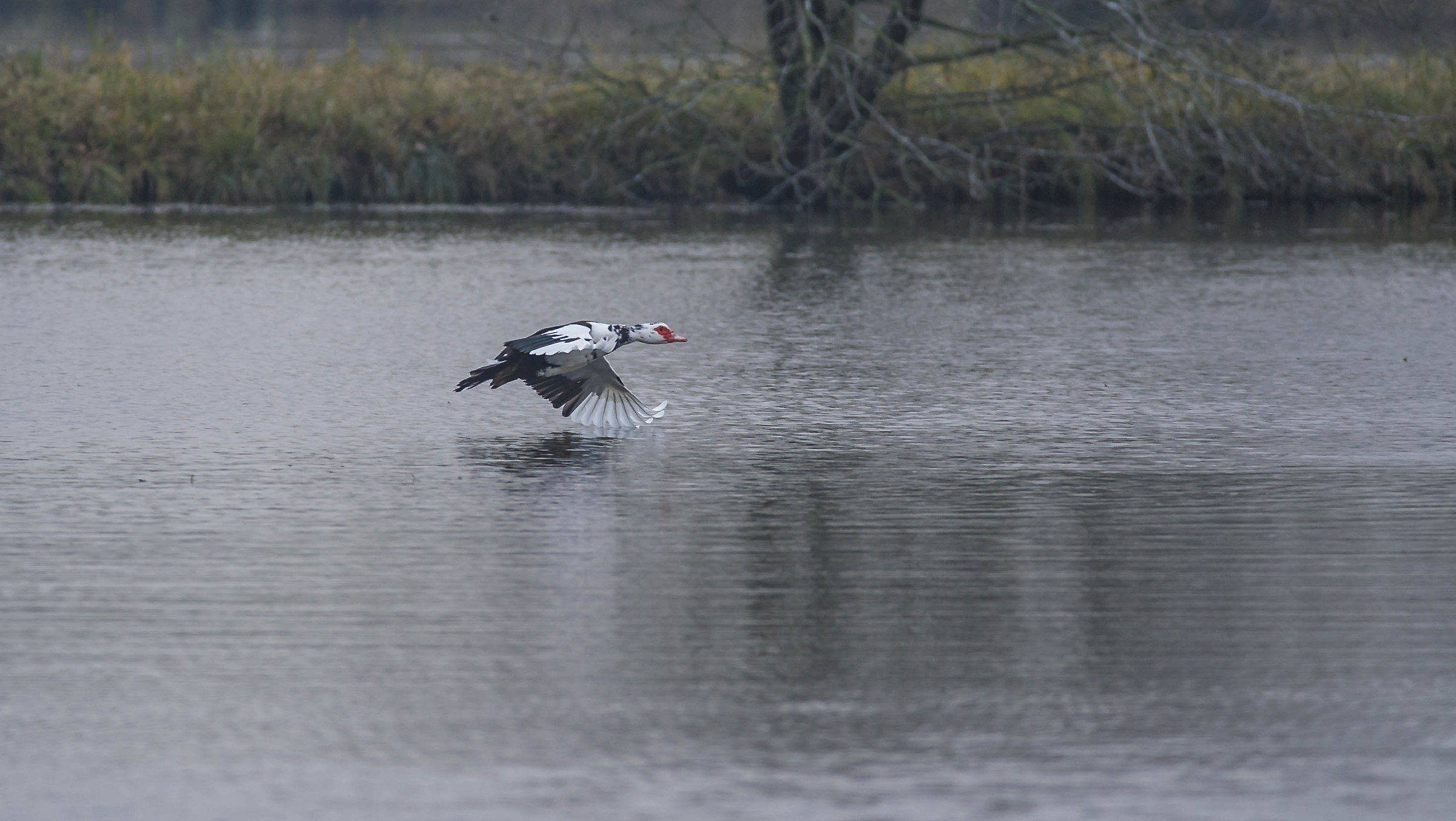 òca casalèna   (oca muta)