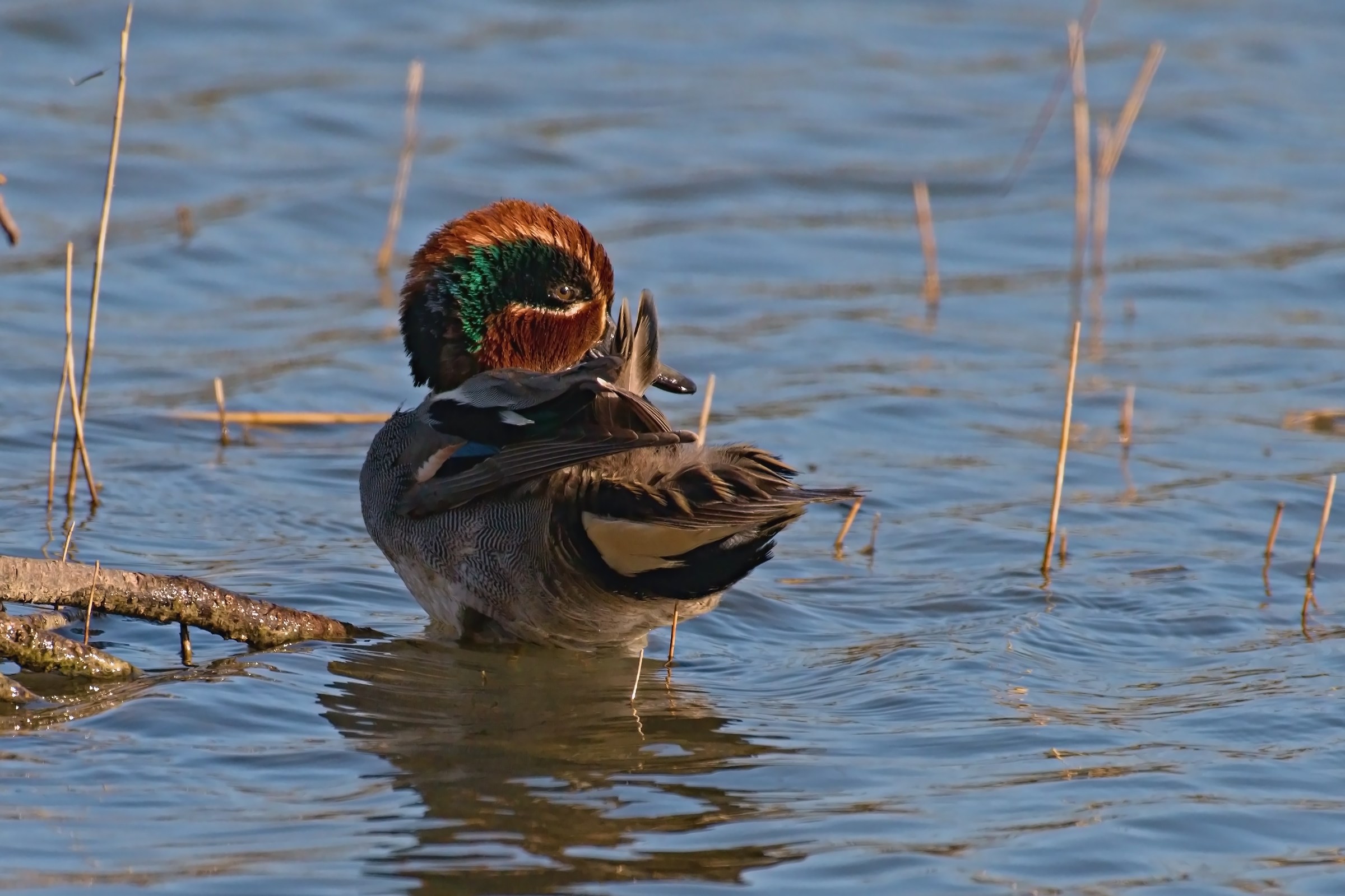 Anas Crecca to the bathroom