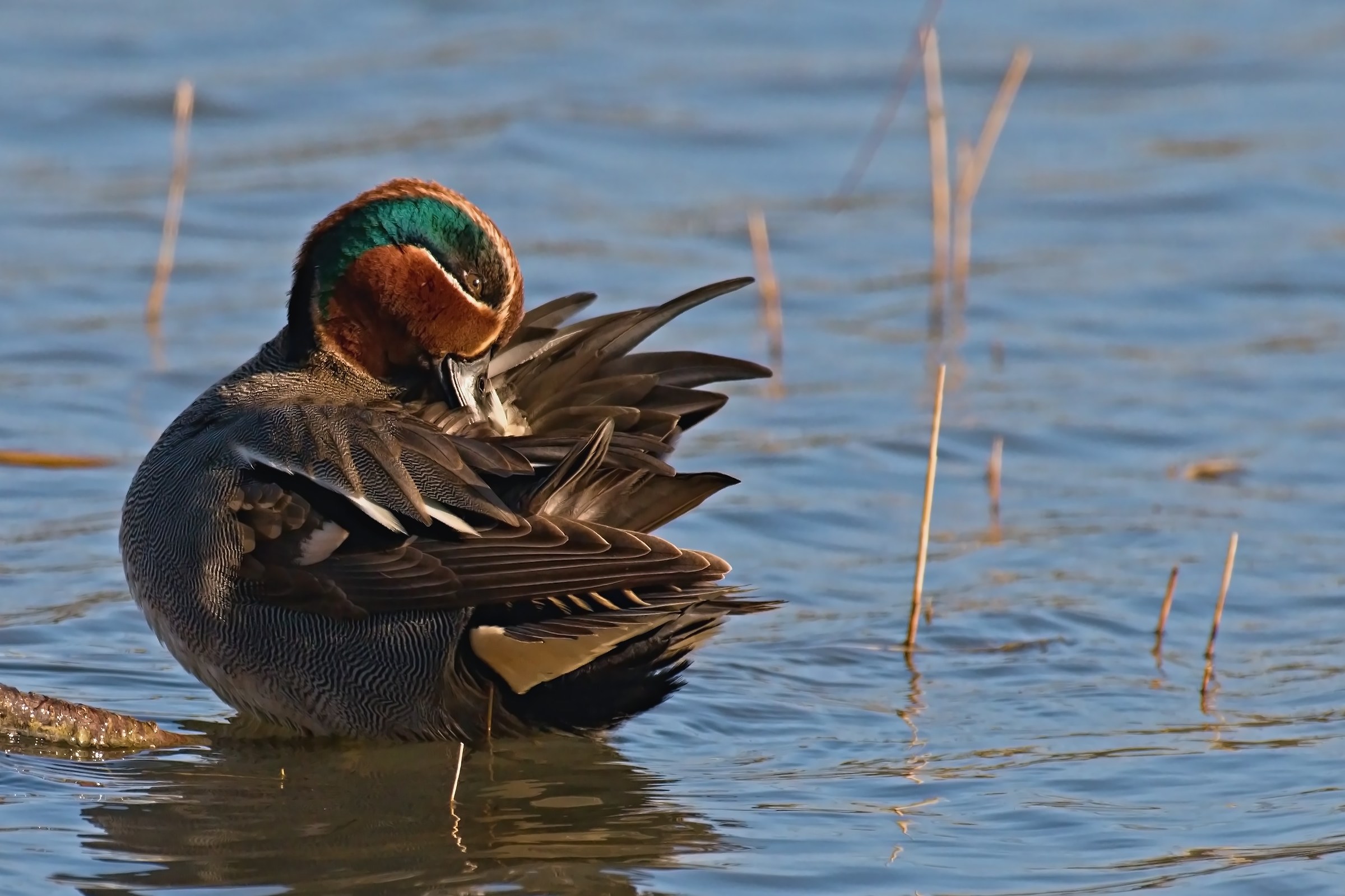 The plumage Teal