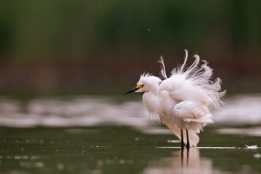 snowy egret