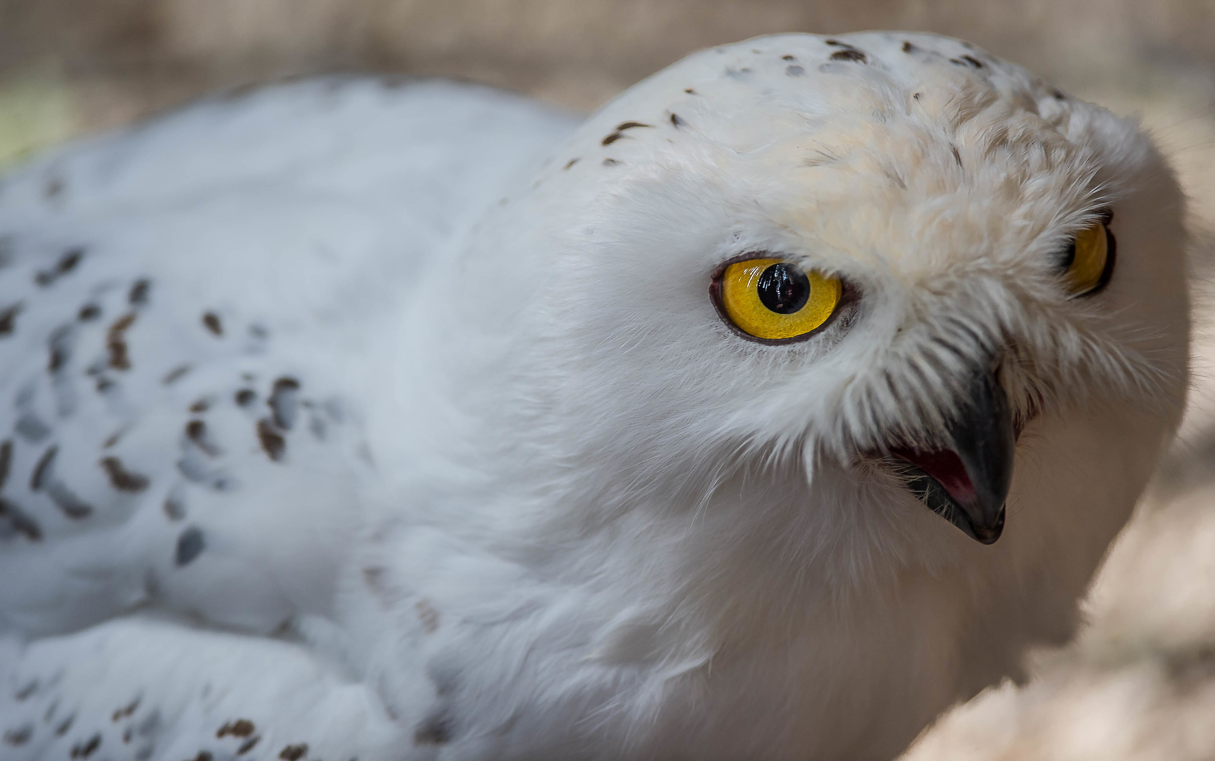 gòf d'muntàgna  (gufo delle nevi)