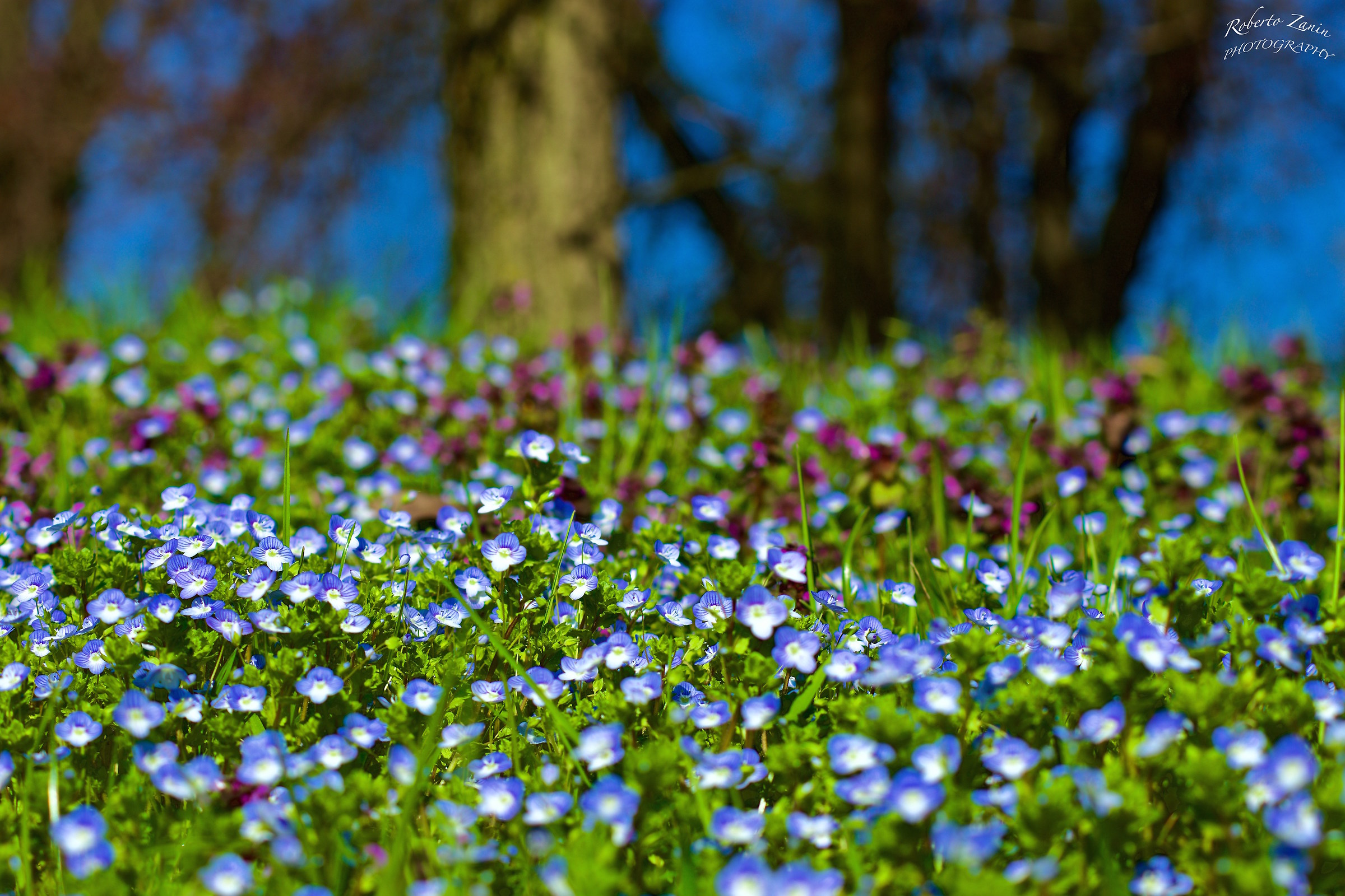 I giardini di Marzo si vestono di nuovi colori.......