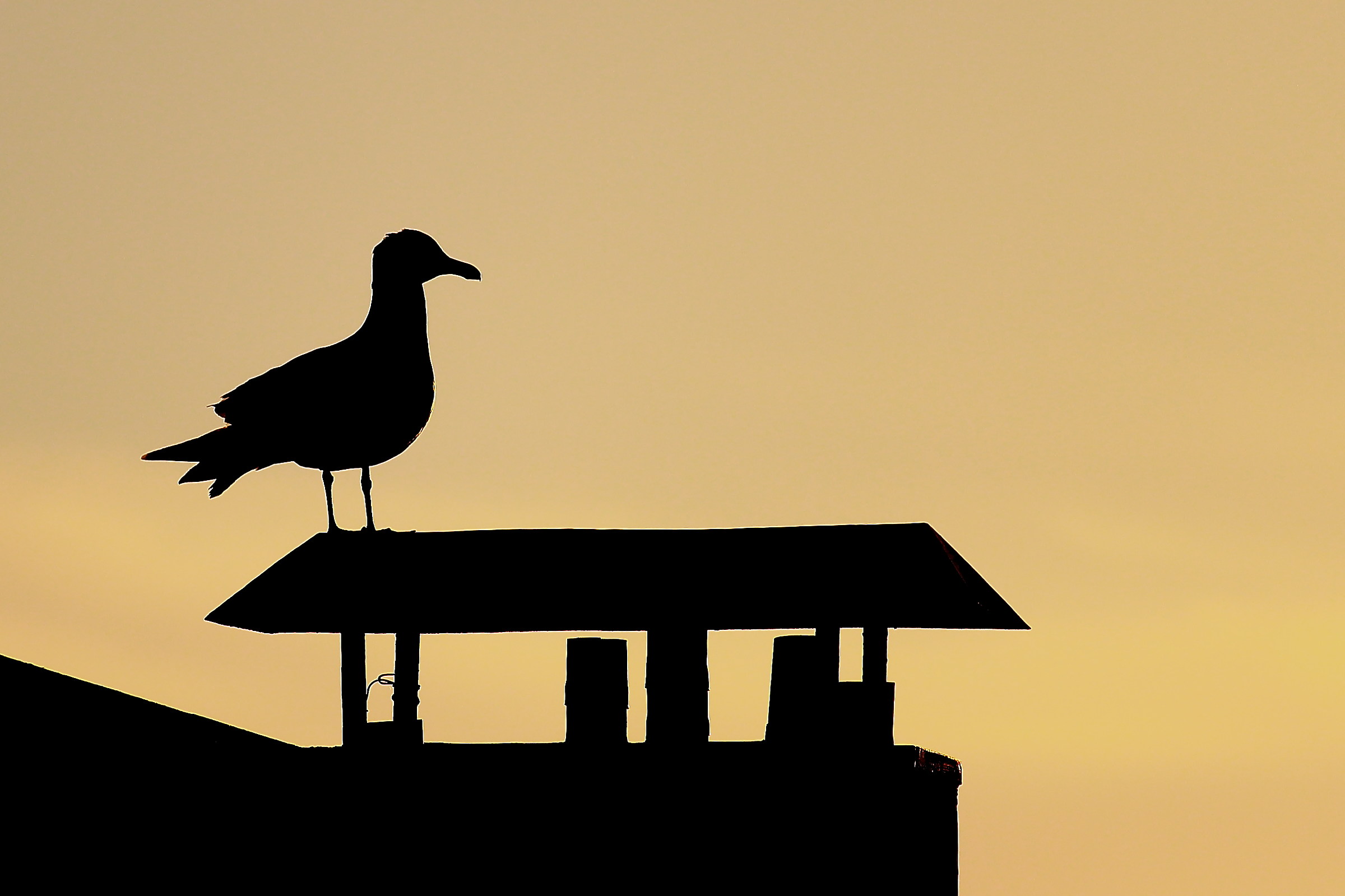 Seagullhoutte