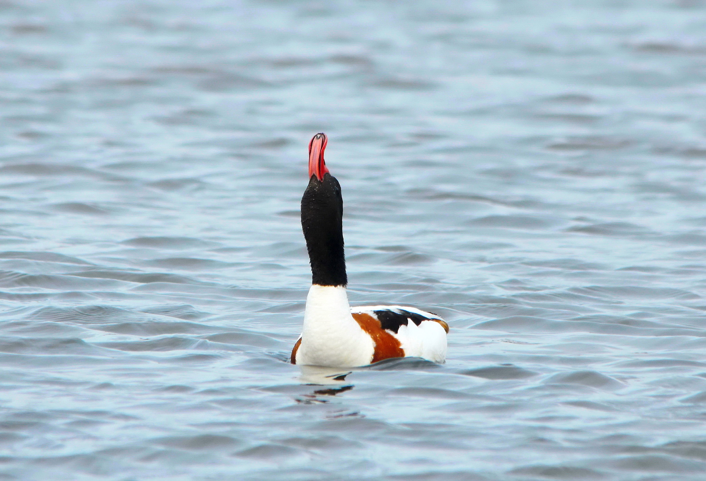 Shelduck ... a look in the sky