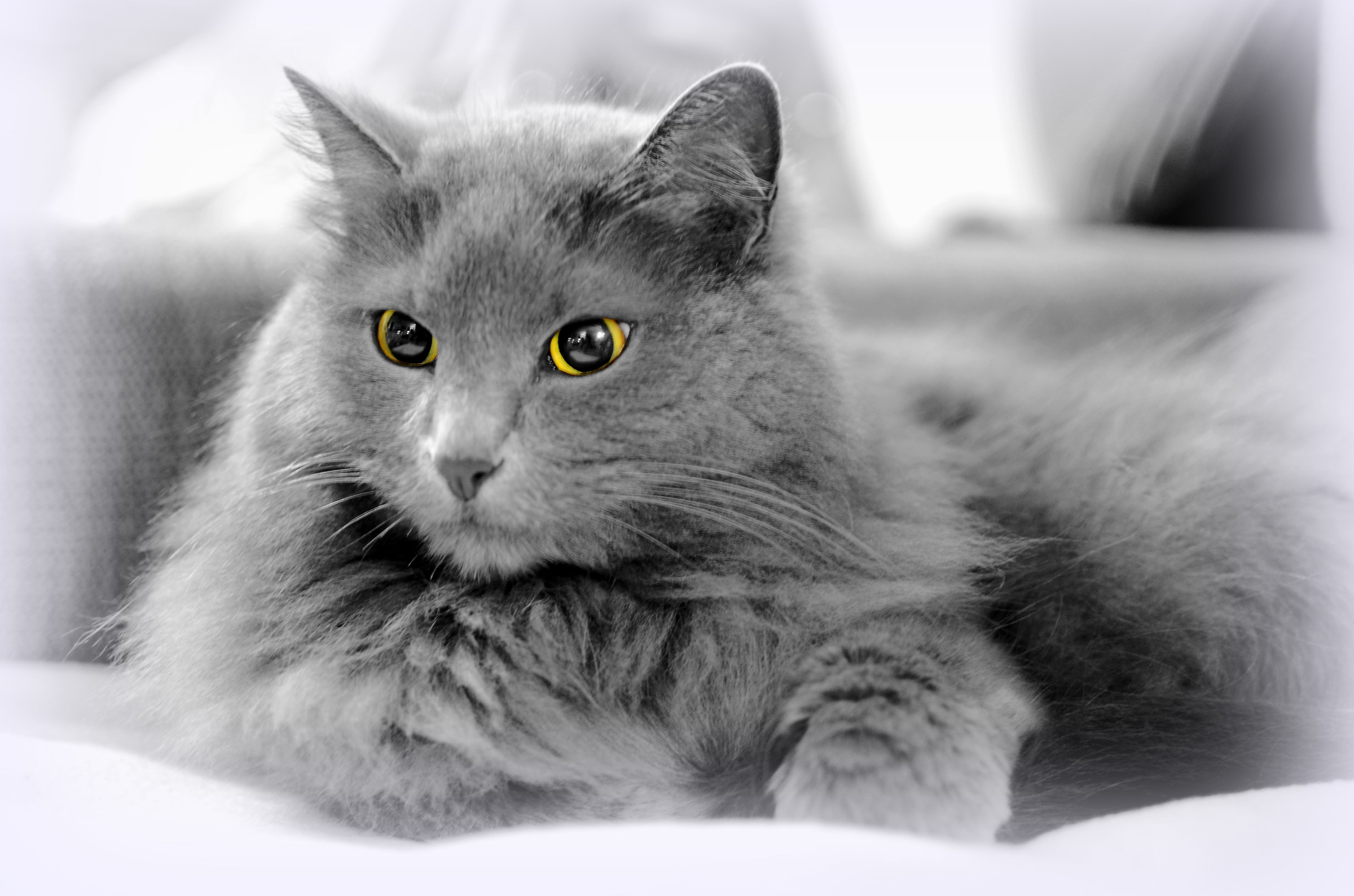 the queen of the house