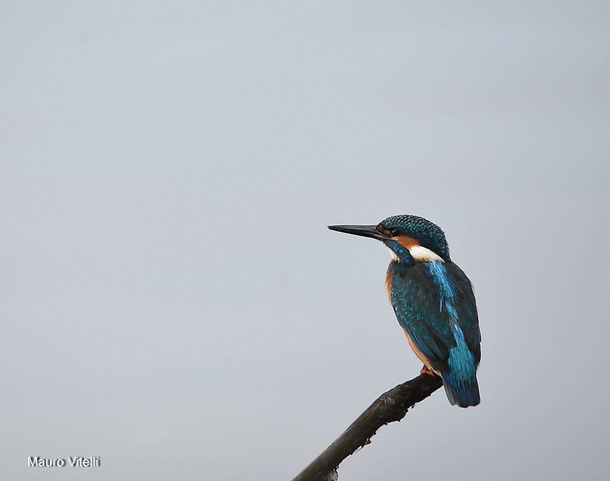 Kingfisher