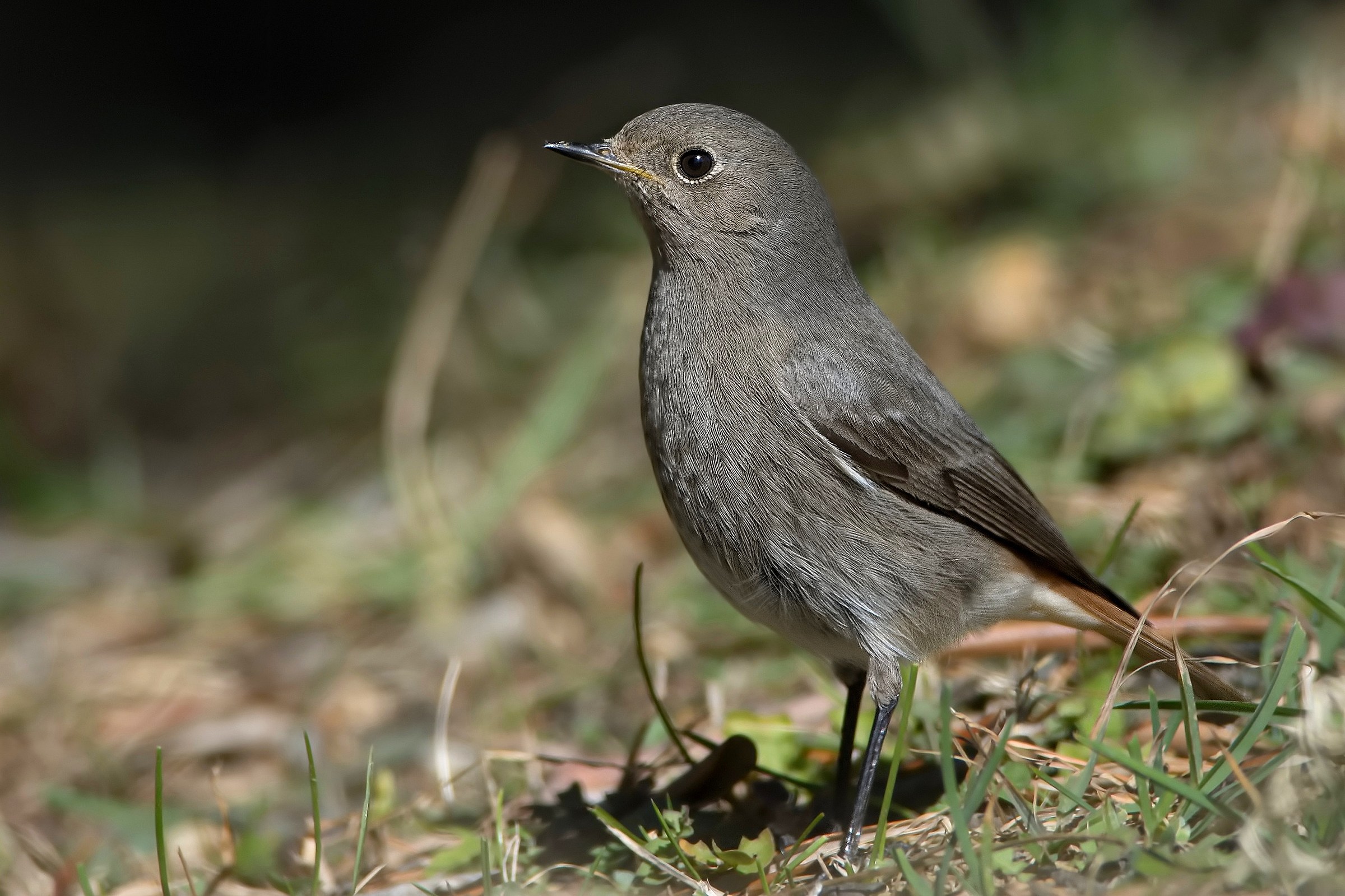 Chimney sweep Redstart