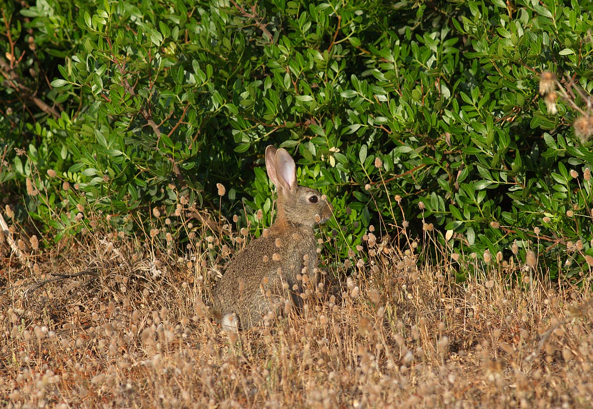 Oryctolagus cuniculus huxleyi