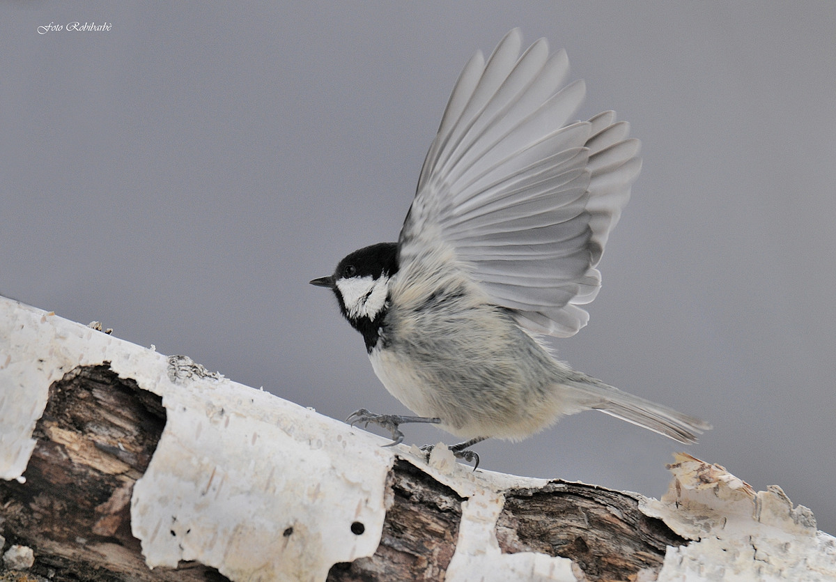 Una Mora in partenza...