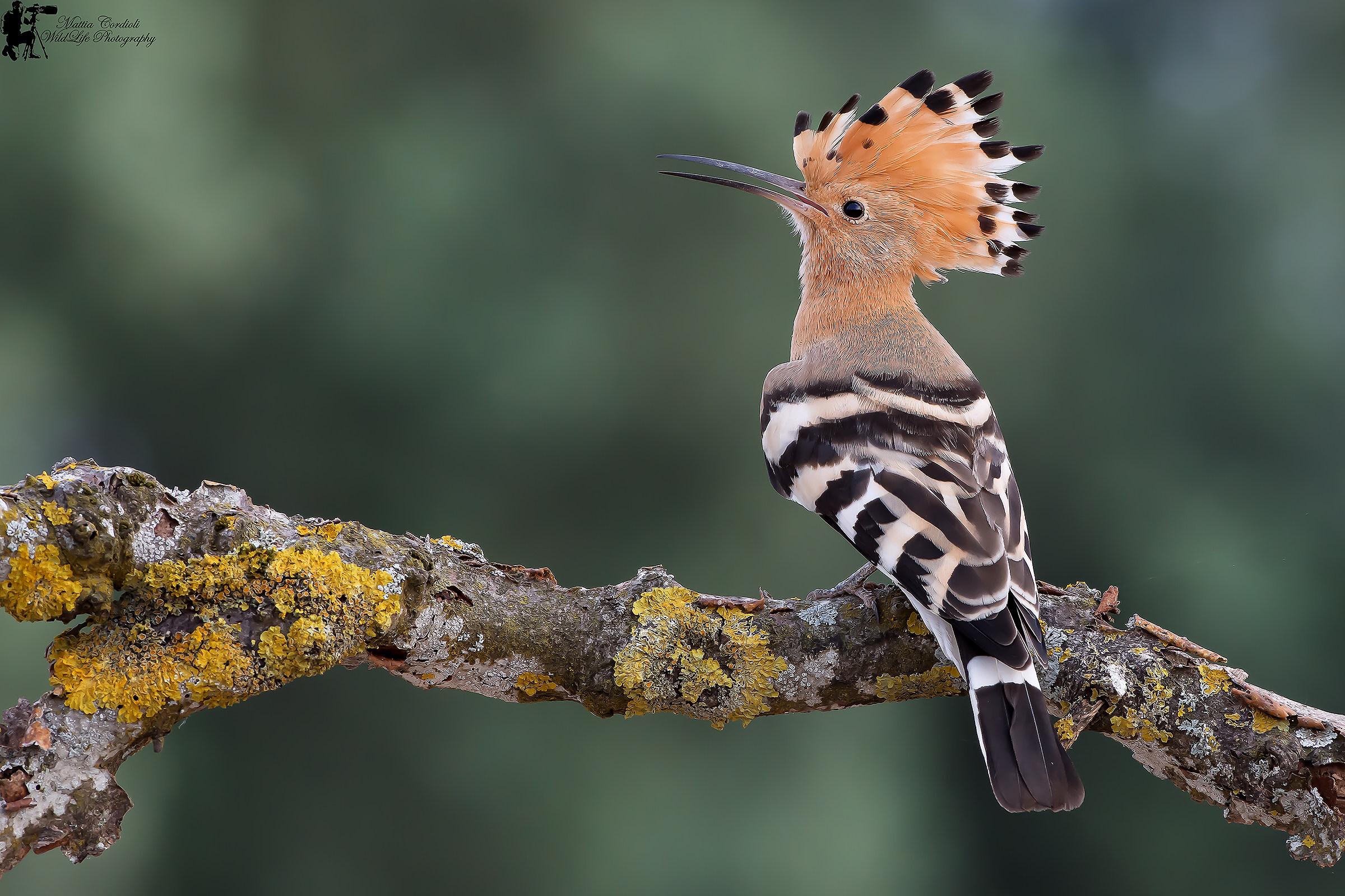 Lady Hoopoe ...