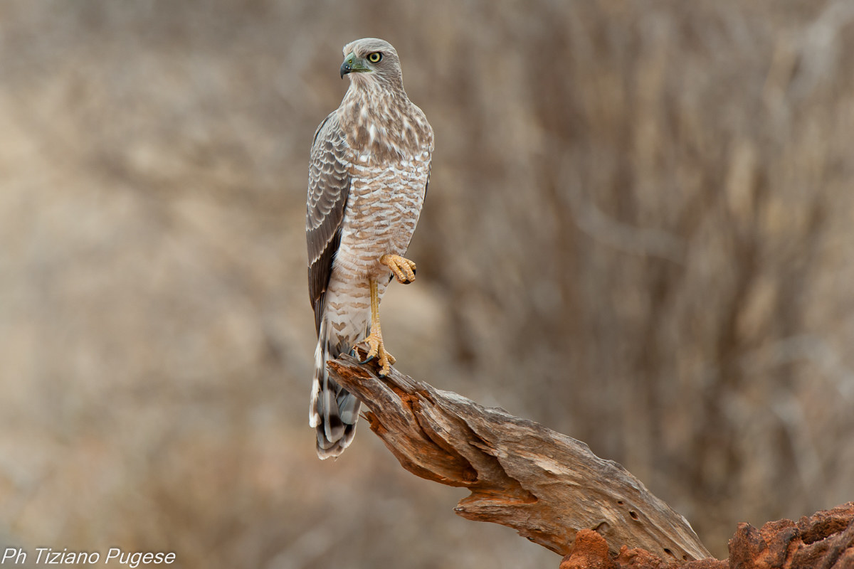 Astore Cantante Orientale (Immaturo)