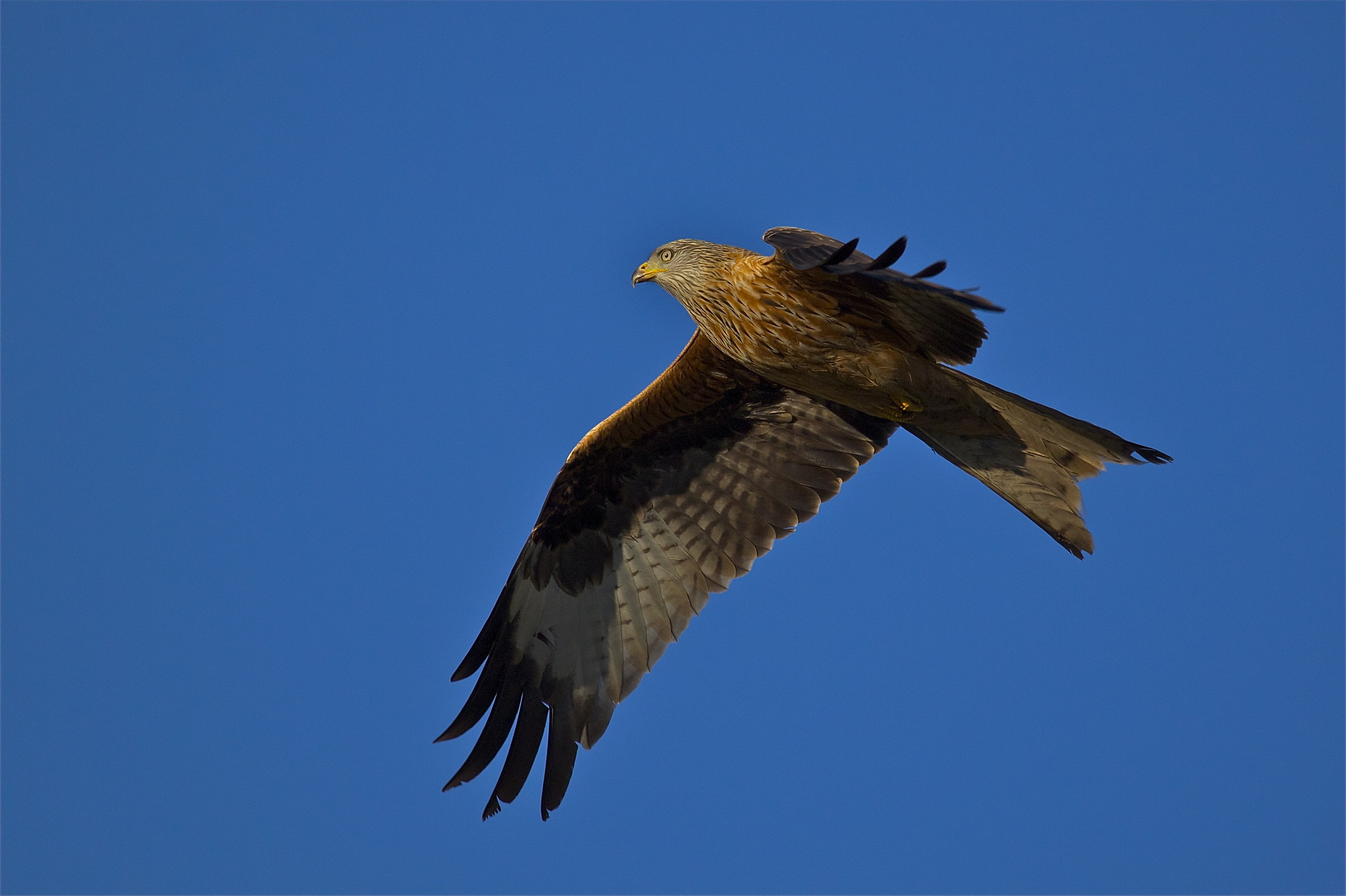 young Red Kite